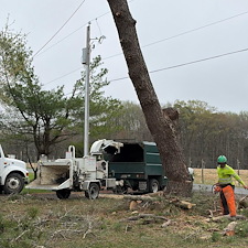Large-Pine-and-Maple-Tree-Removal-Around-Power-Lines 7